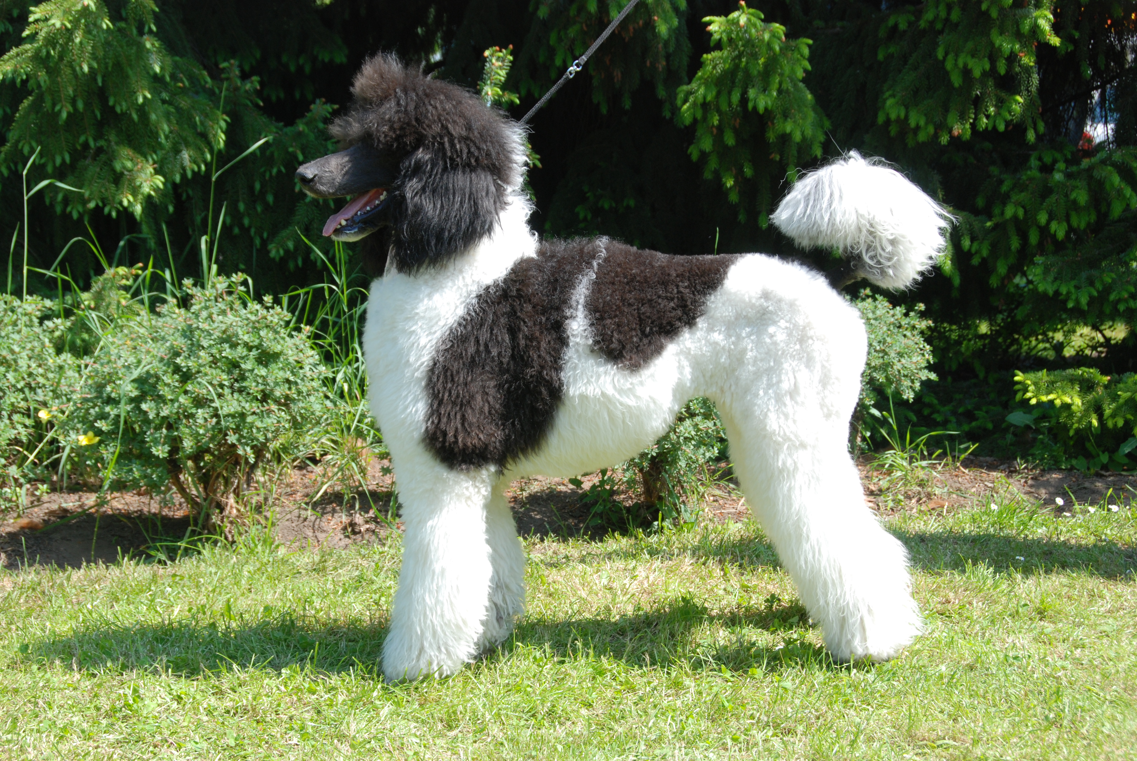 Tuxedo sales standard poodle